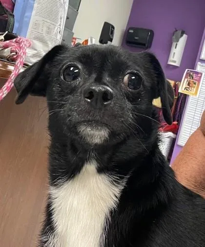 An adult small-sized female Chiweenie dog named Ladybug for adoption in Batavia, OH