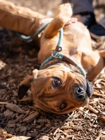 Toaster Strudel thumbnail 2