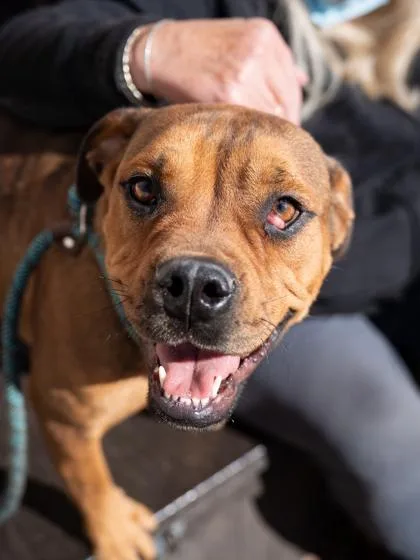 Toaster Strudel thumbnail 3