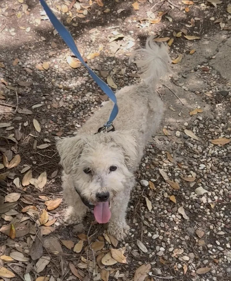 An adult small-sized male Poodle dog named Jango MVT for adoption in Missouri City, TX