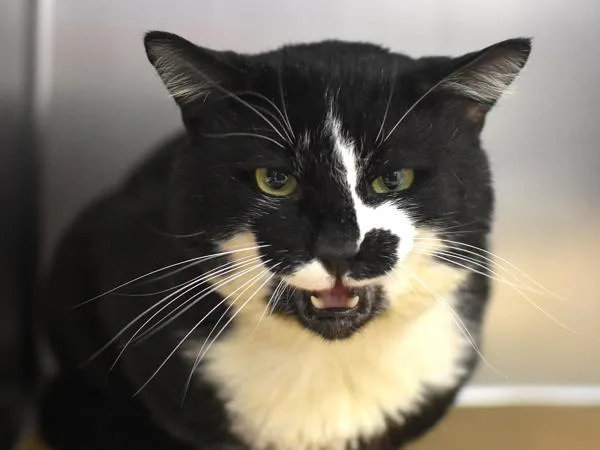 An adult small-sized male Domestic Short Hair cat named Minaj for adoption in Portland, OR