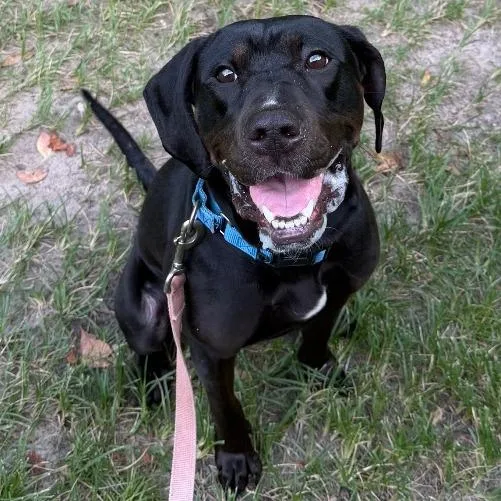 An adult large-sized female Black Mixed Breed dog named Stella for adoption in Jacksonville, FL