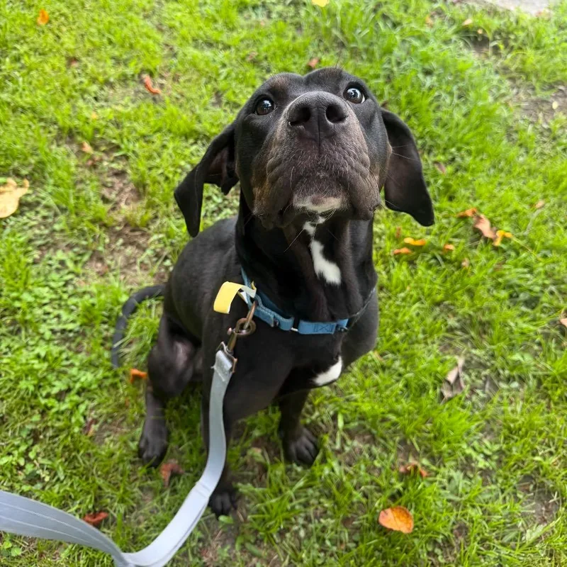 Stella thumbnail 2