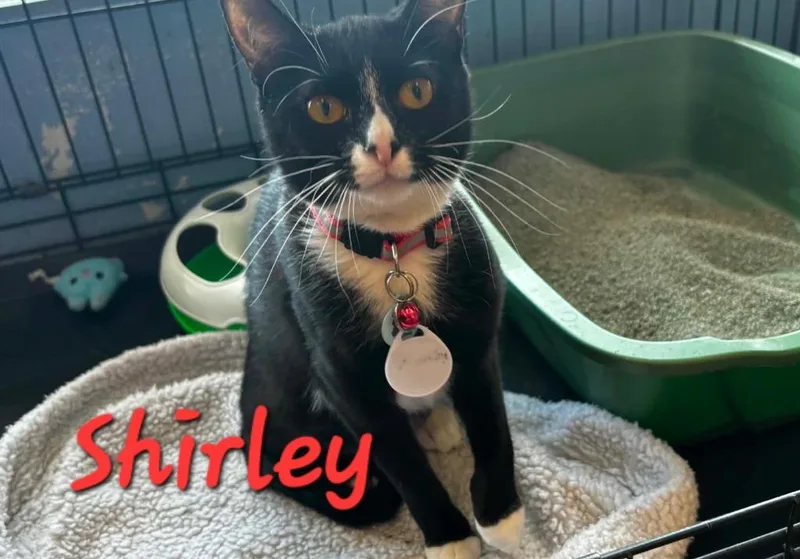 A young medium-sized female Domestic Short Hair cat named Shirley for adoption in Rome, GA