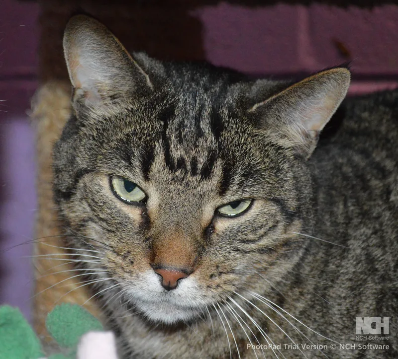 An adult extra large-sized male Tabby (Brown / Chocolate) Domestic Short Hair cat named Jerry for adoption in House Springs, MO