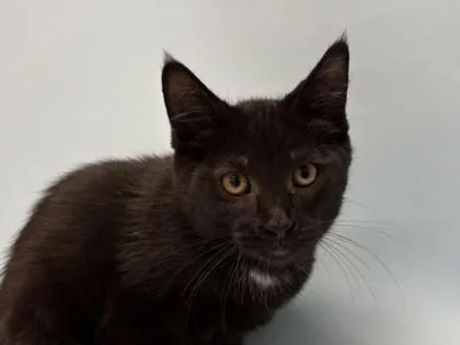 A baby small-sized male Domestic Short Hair cat named Cougar for adoption in Woodbury, MN