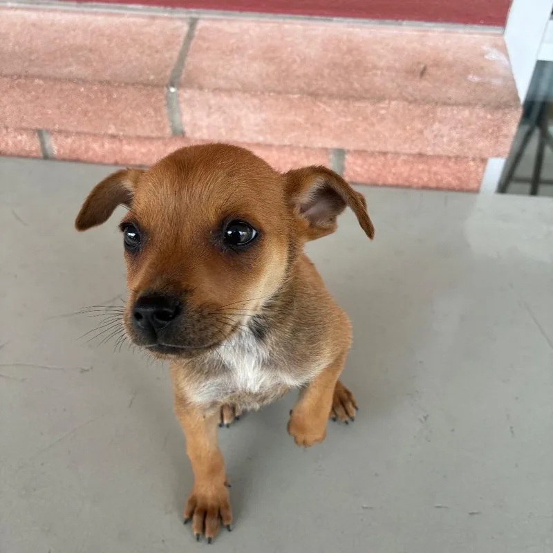 A baby small-sized female Brown / Chocolate Terrier dog named Olivia for adoption in San Antonio, TX