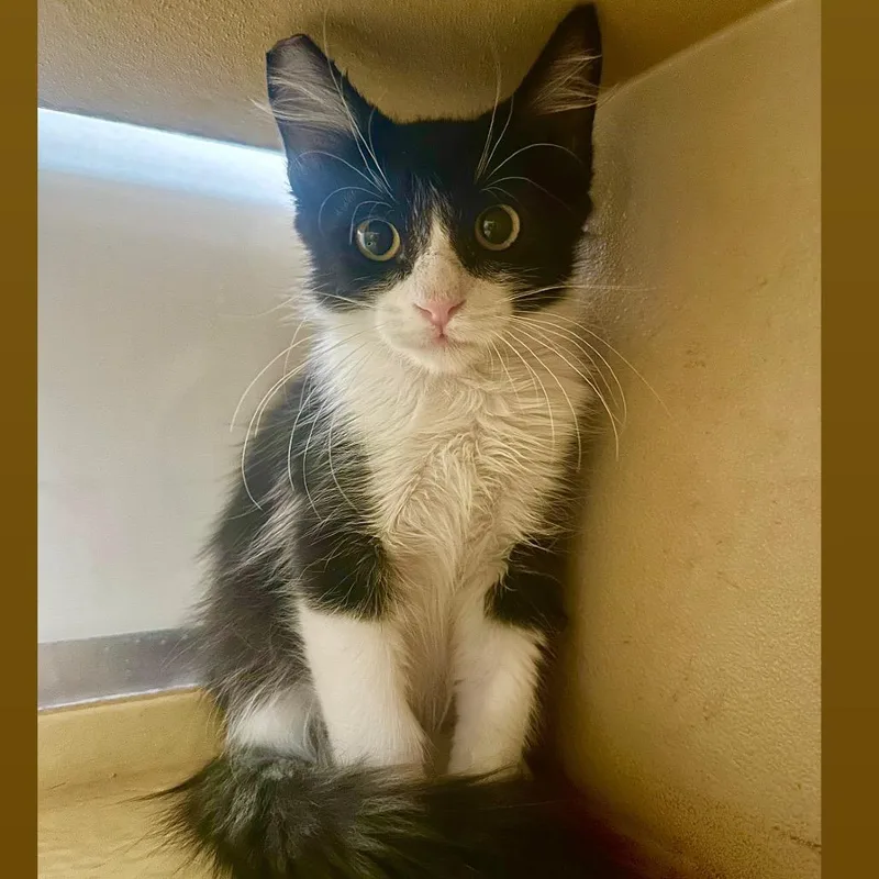 A baby small-sized male White Domestic Short Hair cat named Skunky for adoption in Las Vegas, NV