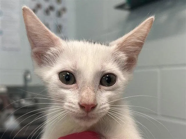 A baby small-sized male White Domestic Short Hair cat named Whiskey Rebellion for adoption in Tavares, FL