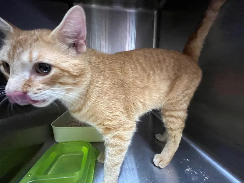 A young medium-sized male Domestic Short Hair cat named Spaz for adoption in Mount Gilead, NC