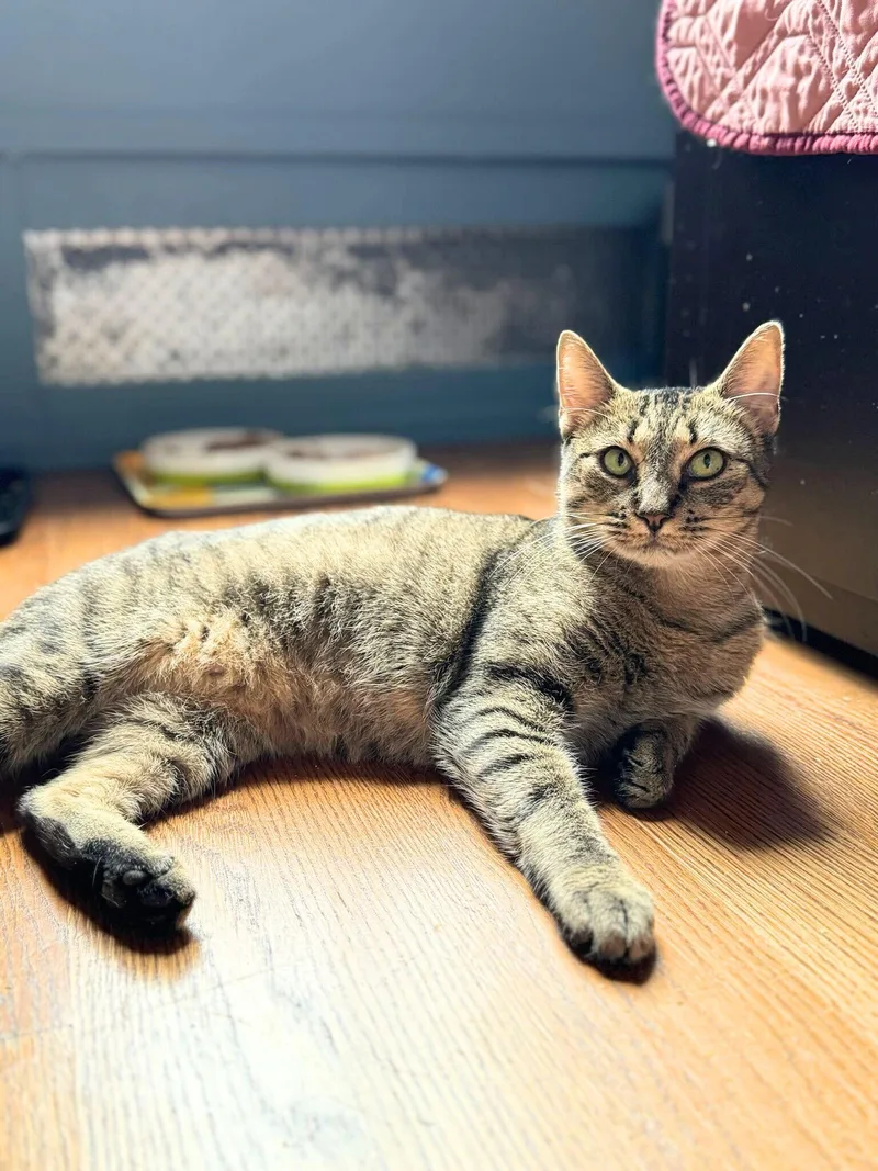 Lady Lovibond Pelham thumbnail 2