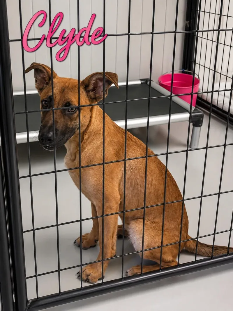 A young large-sized male Brown / Chocolate Belgian Shepherd / Malinois dog named Clyde for adoption in Momence, IL