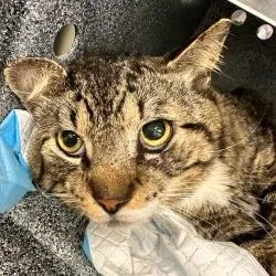 An adult large-sized male Brown / Chocolate Domestic Short Hair cat named Great White Shark for adoption in Sarasota, FL