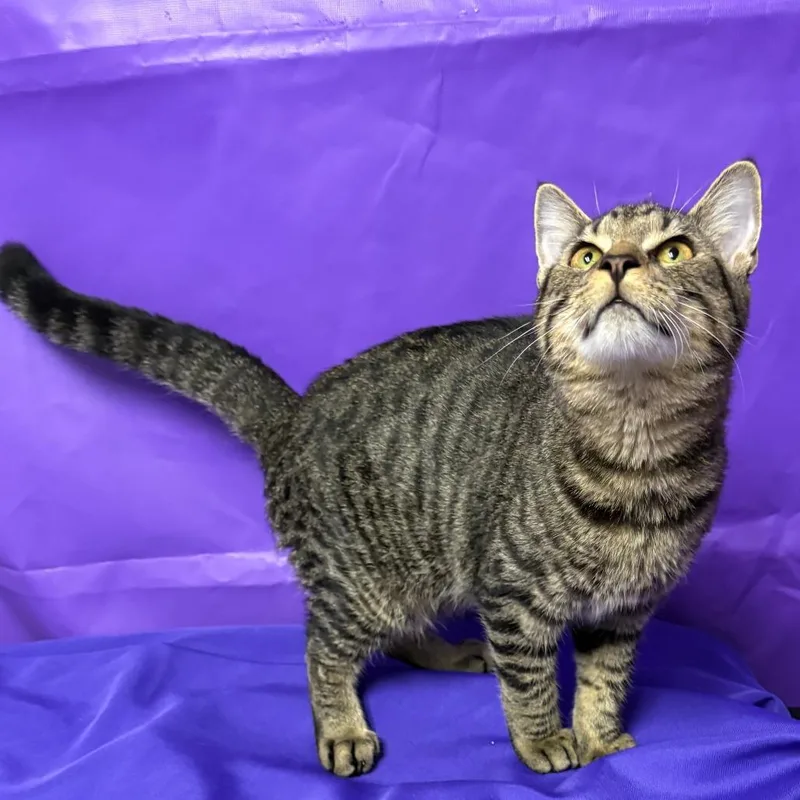A young medium-sized male Domestic Short Hair cat named Kyler for adoption in North Myrtle Beach, SC