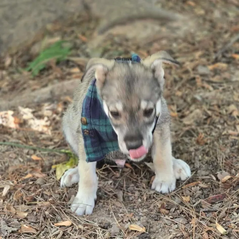 Koda thumbnail 2