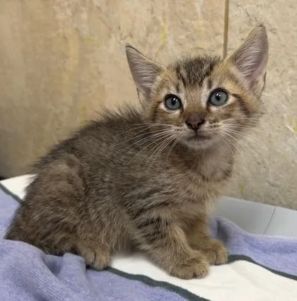 A baby small-sized male Domestic Short Hair cat named Dennis for adoption in Honolulu, HI