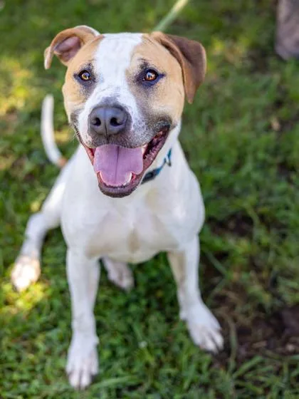 An adult large-sized male Mixed Breed dog named Acey Wace for adoption in Chamblee, GA