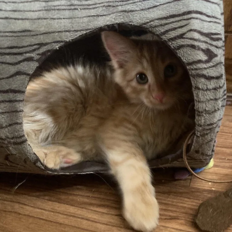 A baby small-sized male Orange / Red Domestic Short Hair cat named Flambe for adoption in Bismarck, ND