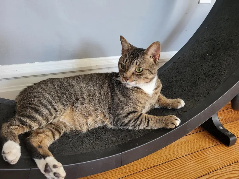 An adult large-sized male Tabby cat named Yami for adoption in Allentown, PA