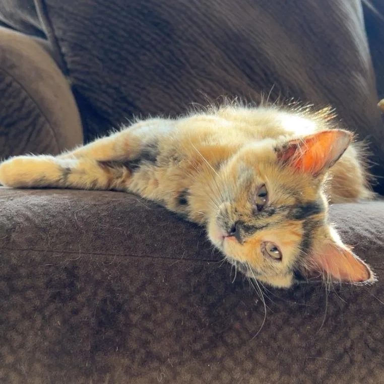 A baby small-sized female Tortoiseshell Domestic Medium Hair cat named Merda for adoption in Springfield, IL