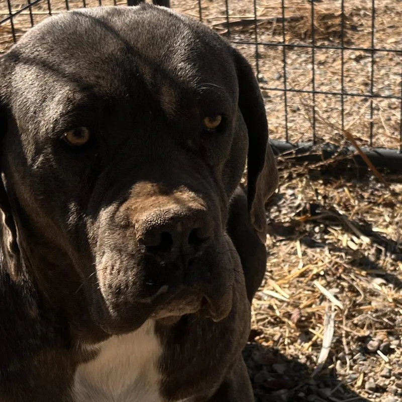 An adult large-sized female Brown / Chocolate Mastiff dog named Oakley for adoption in Taos, NM