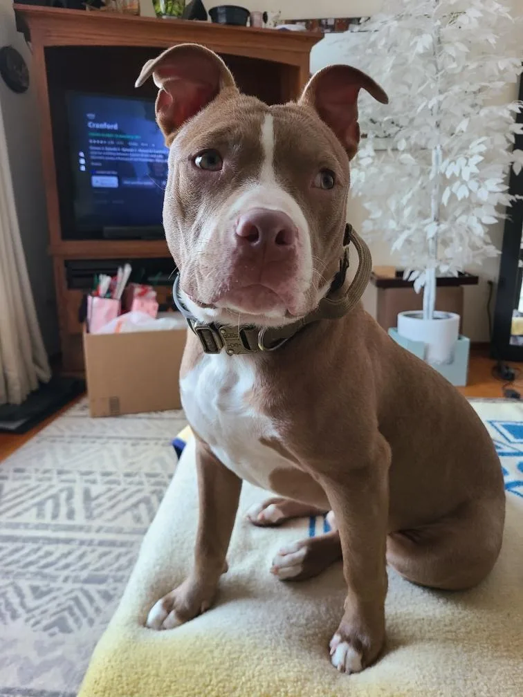 Bam Bam Os thumbnail 2