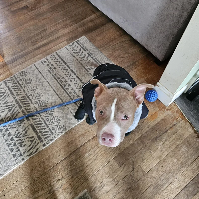 Bam Bam Os thumbnail 4