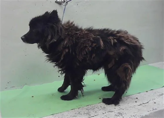 A senior large-sized female Chow Chow dog named Peluche for adoption in Houston, TX