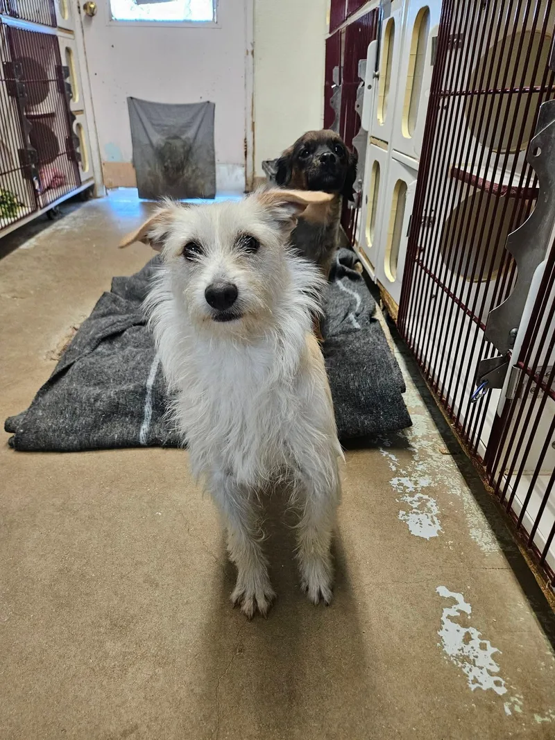 An adult medium-sized male Terrier dog named Toto for adoption in El Centro, CA