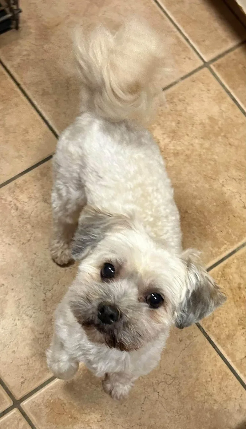 A young small-sized female Yellow / Tan / Blond / Fawn Havanese dog named Luna for adoption in Oak Ridge, NJ