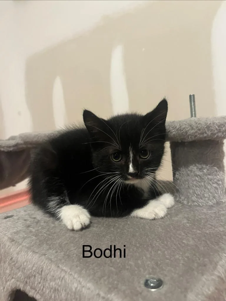 A baby small-sized male Domestic Short Hair cat named Uri for adoption in Darien, GA