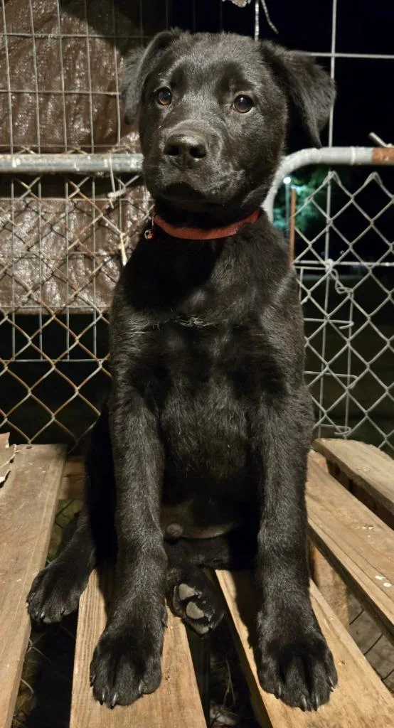 A baby medium-sized male Labrador Retriever dog named Peppercorn for adoption in Hartsville, SC
