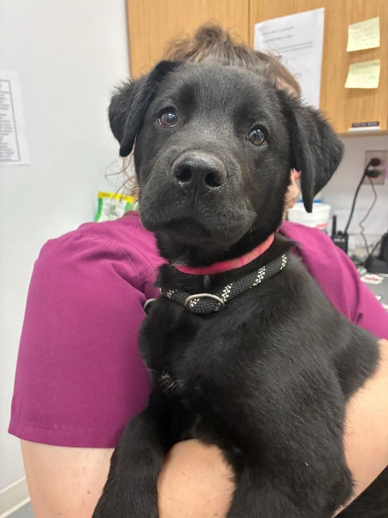 Peppercorn thumbnail 2