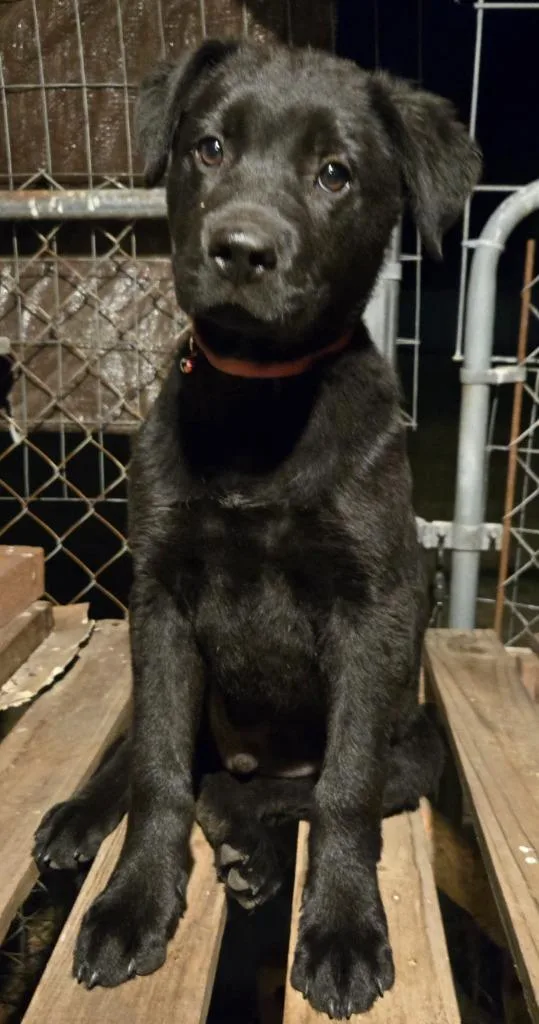 Peppercorn thumbnail 3