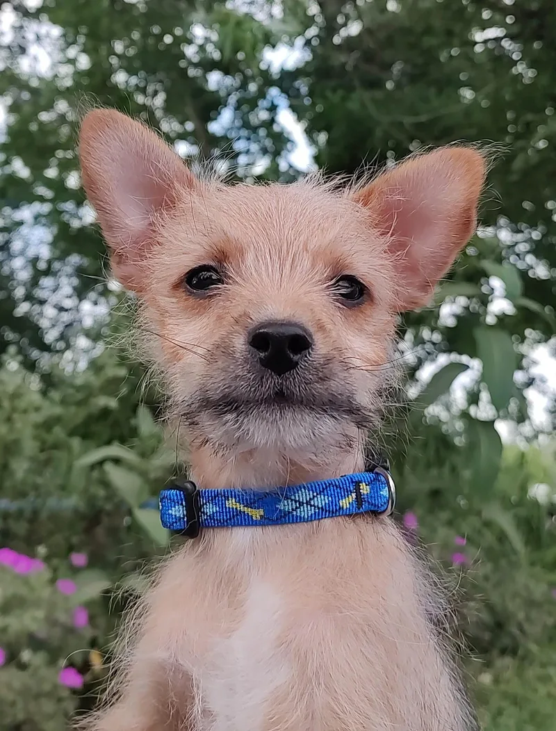 Twix