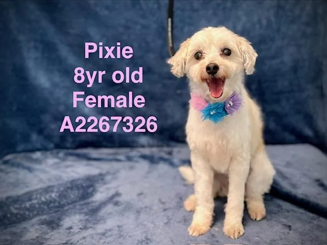 An adult small-sized female Poodle dog named Pixie for adoption in Van Nuys, CA