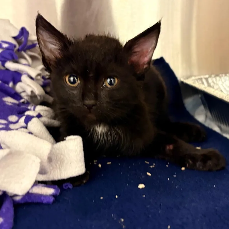 A baby small-sized female Black Domestic Short Hair cat named Papaya for adoption in West Palm Beach, FL