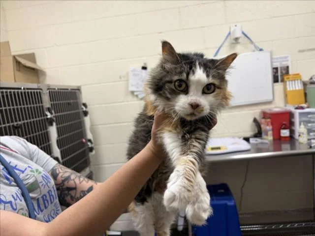 An adult medium-sized female Domestic Long Hair cat named Frida for adoption in Santa Fe, NM