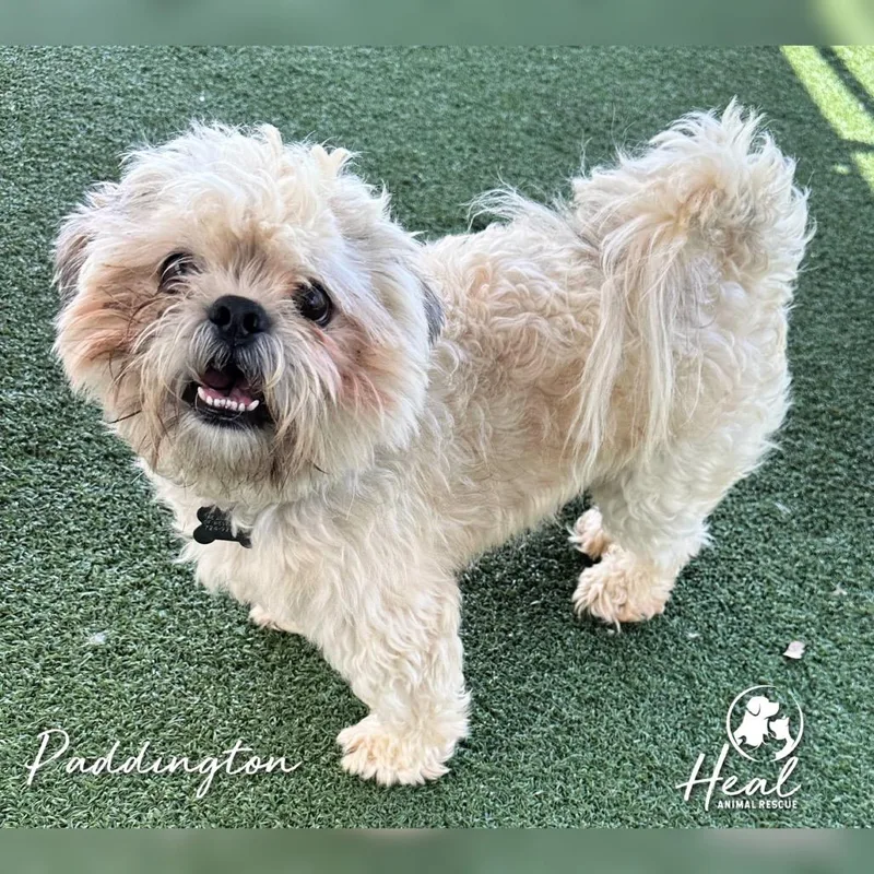 A young small-sized male White / Cream Shih Tzu dog named Paddington for adoption in Youngwood, PA