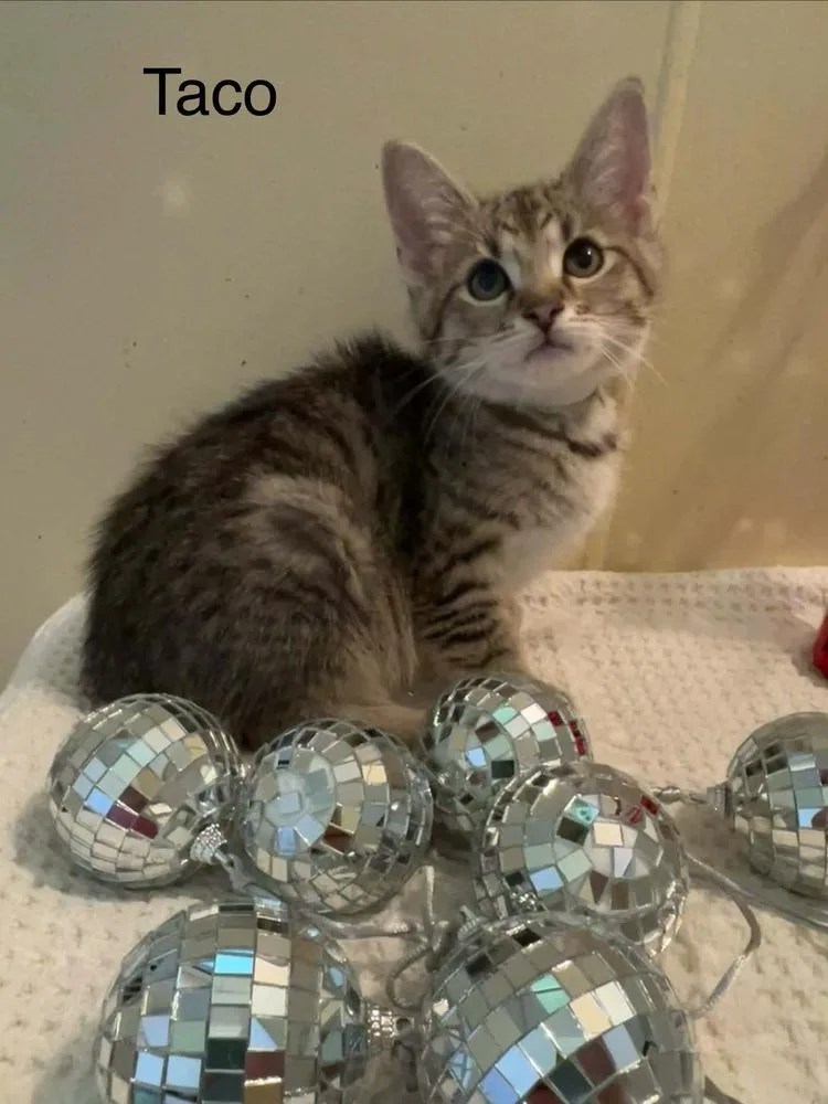 A baby small-sized male Domestic Short Hair cat named Taco for adoption in Groveland, MA