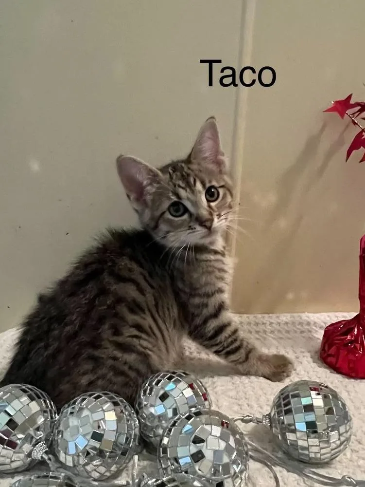 Taco thumbnail 2