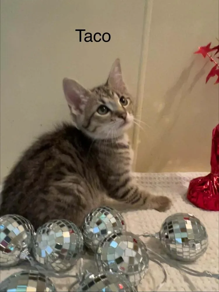 Taco thumbnail 3