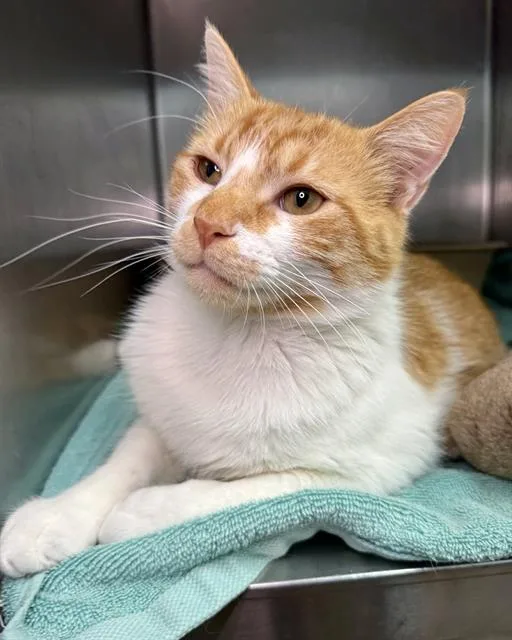 A young medium-sized male Domestic Short Hair cat named Sir Cheddar Bob for adoption in Fort Walton Beach, FL