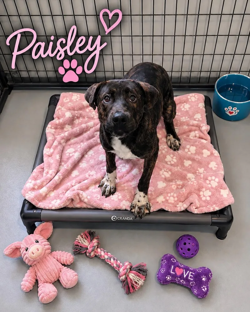 A young medium-sized female Brindle Mixed Breed dog named Paisley for adoption in Momence, IL