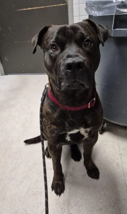 A young large-sized male Pit Bull Terrier dog named Cocheck for adoption in Los Angeles, CA