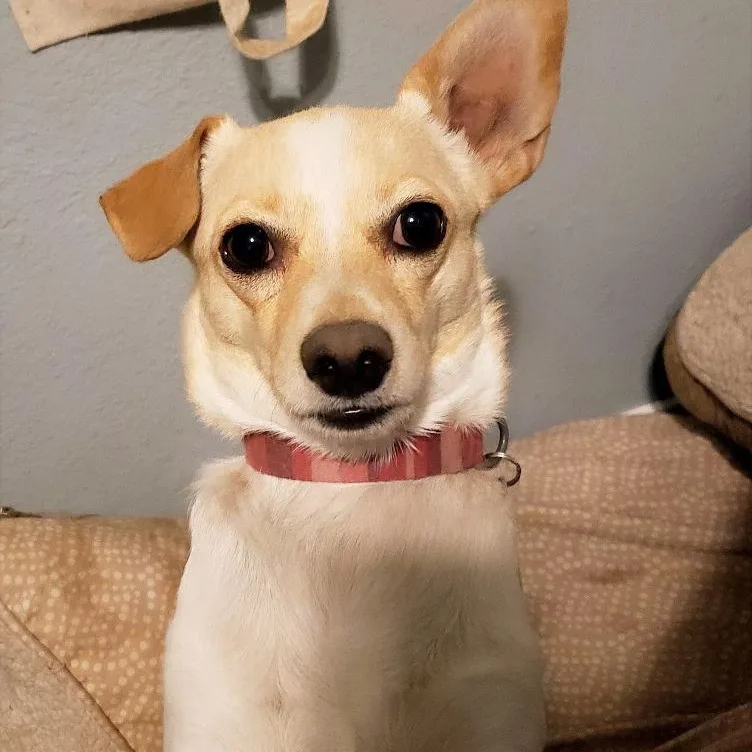 An adult small-sized male Golden Basenji dog named Bernie for adoption in Phoenix, AZ