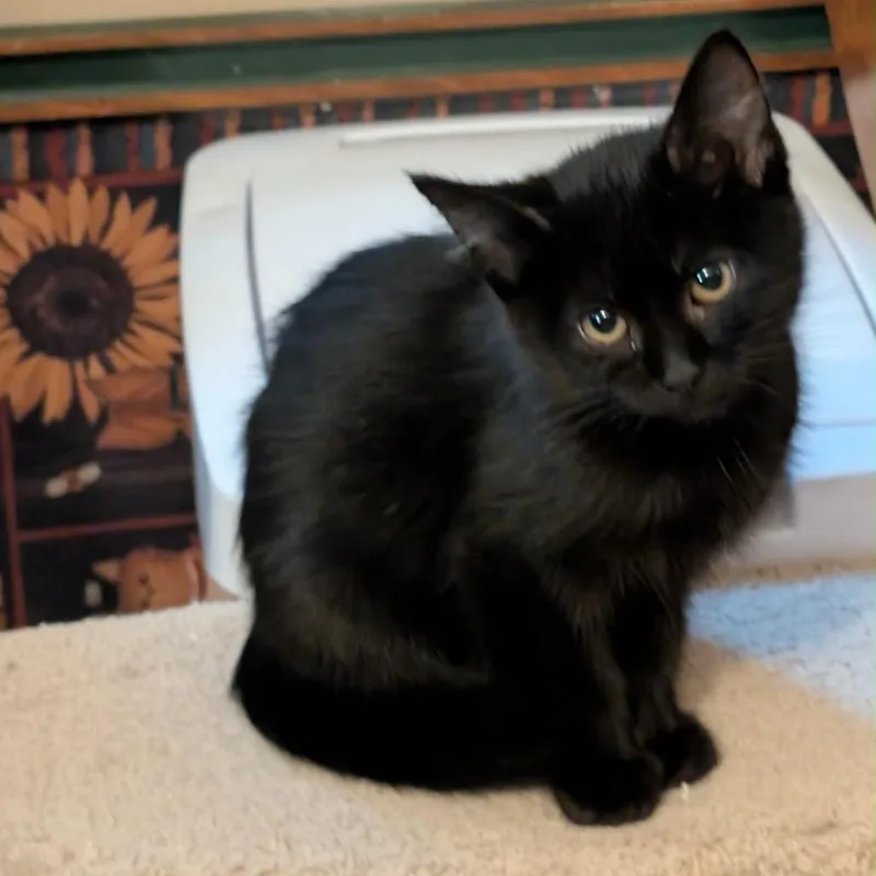 A baby small-sized female Black Domestic Short Hair cat named Raven for adoption in Rochester, MN