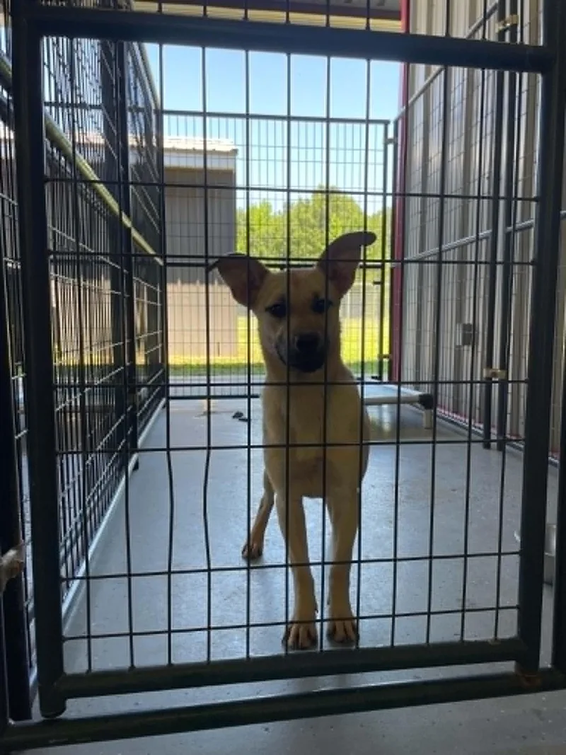 A young medium-sized female Shepherd dog named Bug for adoption in Bishopville, SC