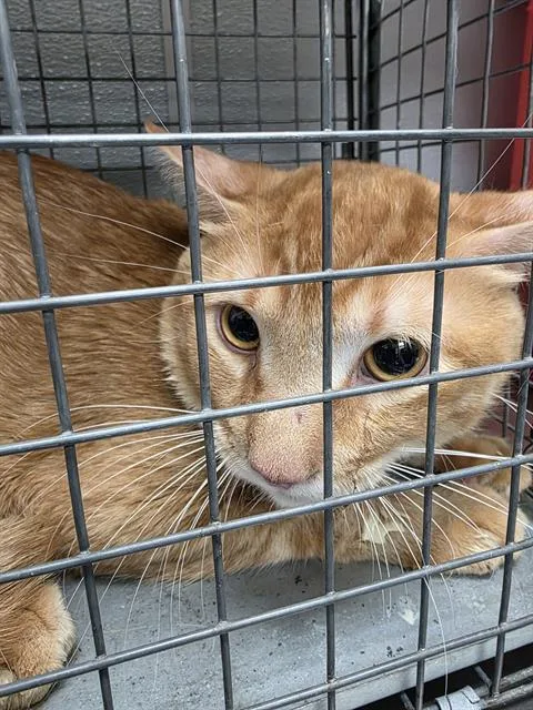 An adult large-sized male Domestic Short Hair cat named Magnus for adoption in Las Vegas, NV