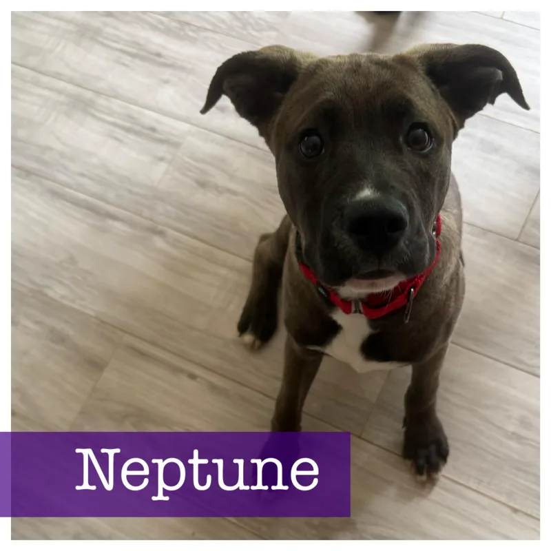 Neptune